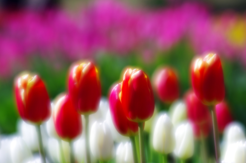 ようこそ春の花園へ