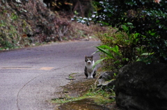 覗き見。