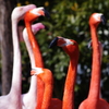 flamingos