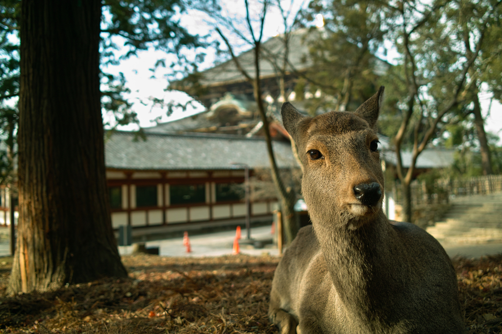 鹿と東大寺大仏殿