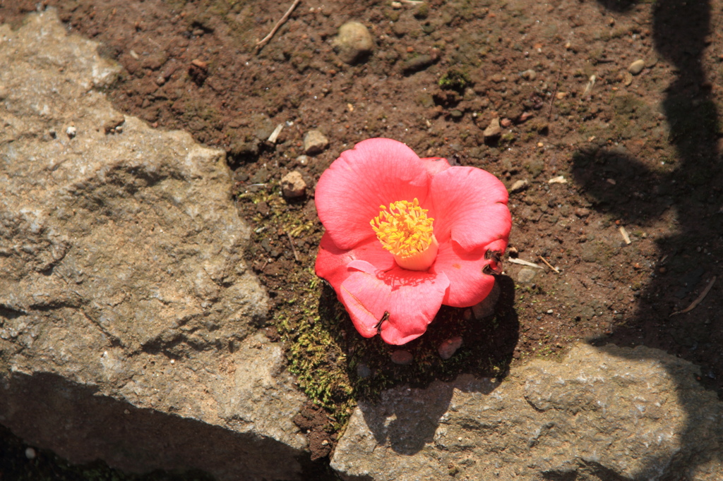 From the ground