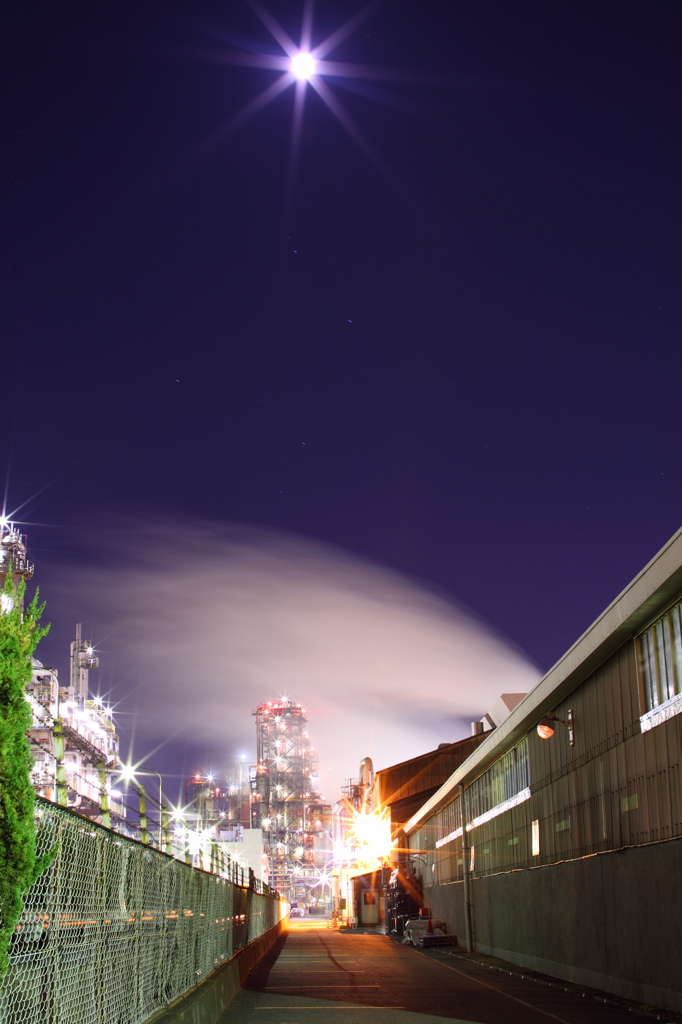 Illuminated plant