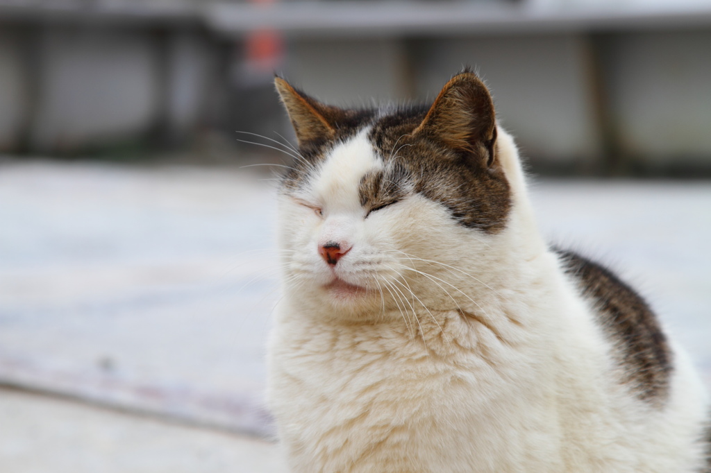 くろたまごの看板猫