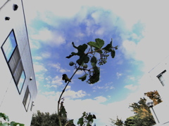 一本だけのびている。