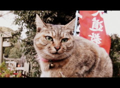 伏見稲荷