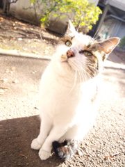 ねこ　しろたま