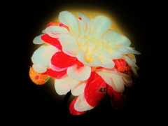 *レトロ*ダリア*