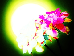 『和・ダリア』