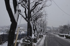 横浜の雪日
