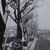 横浜の雪日