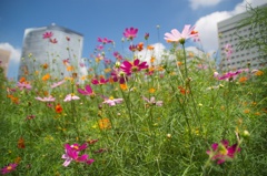 浜離宮のコスモス