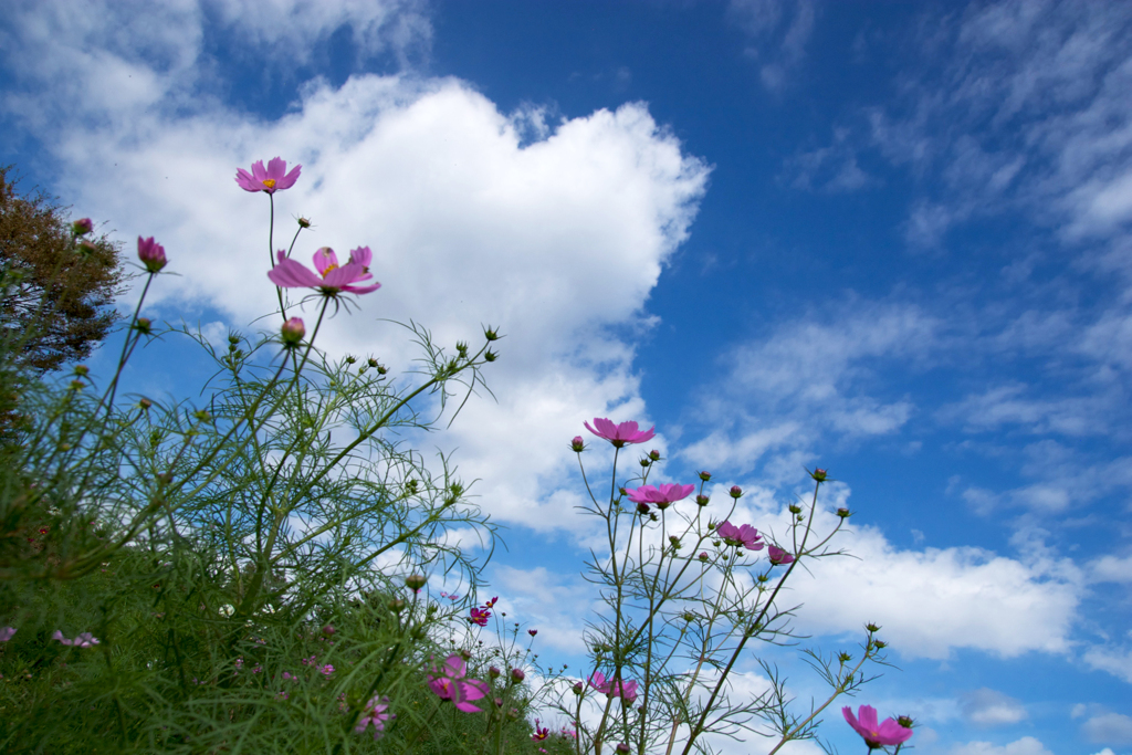 昭和記念公園のコスモス