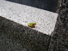 蛙も墓参り