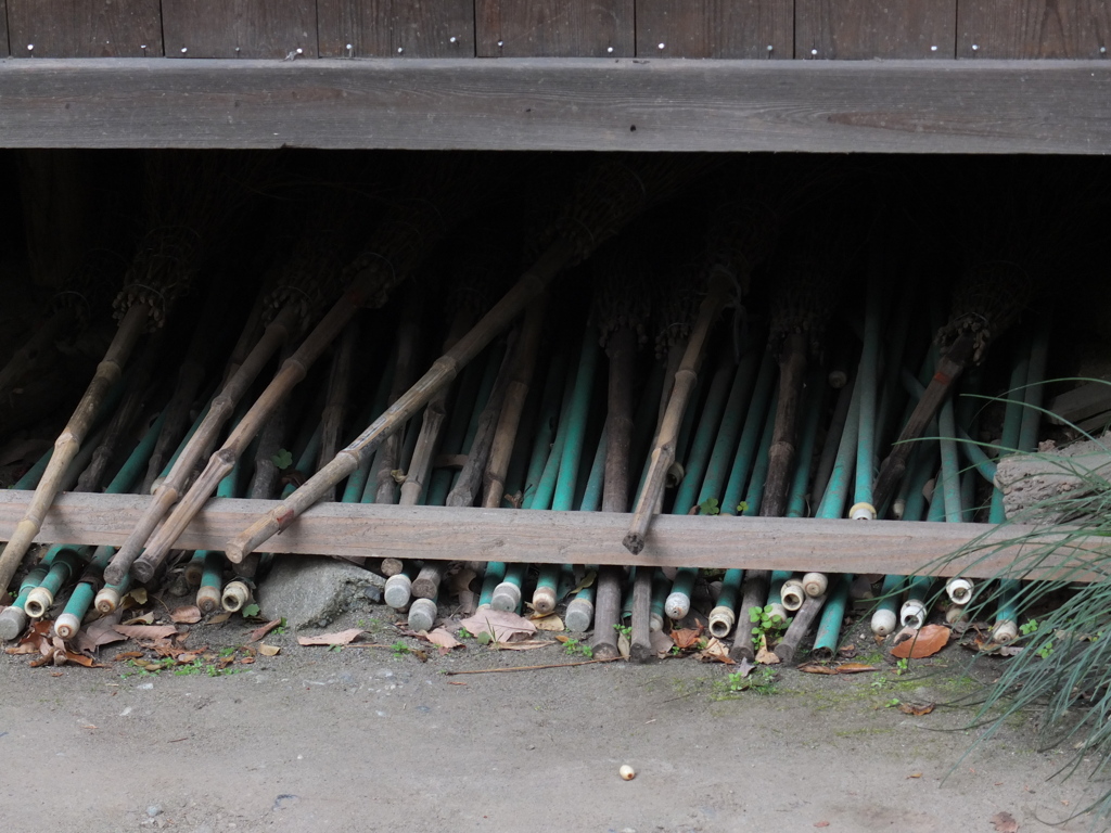 初心者試し撮り　近所散歩道