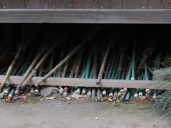 初心者試し撮り　近所散歩道