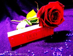 薔薇と煙草１