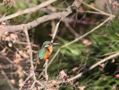 カワセミ