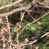 カワセミ