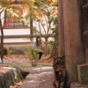 京都　真如堂