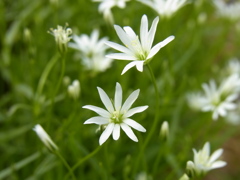 RIMG0110