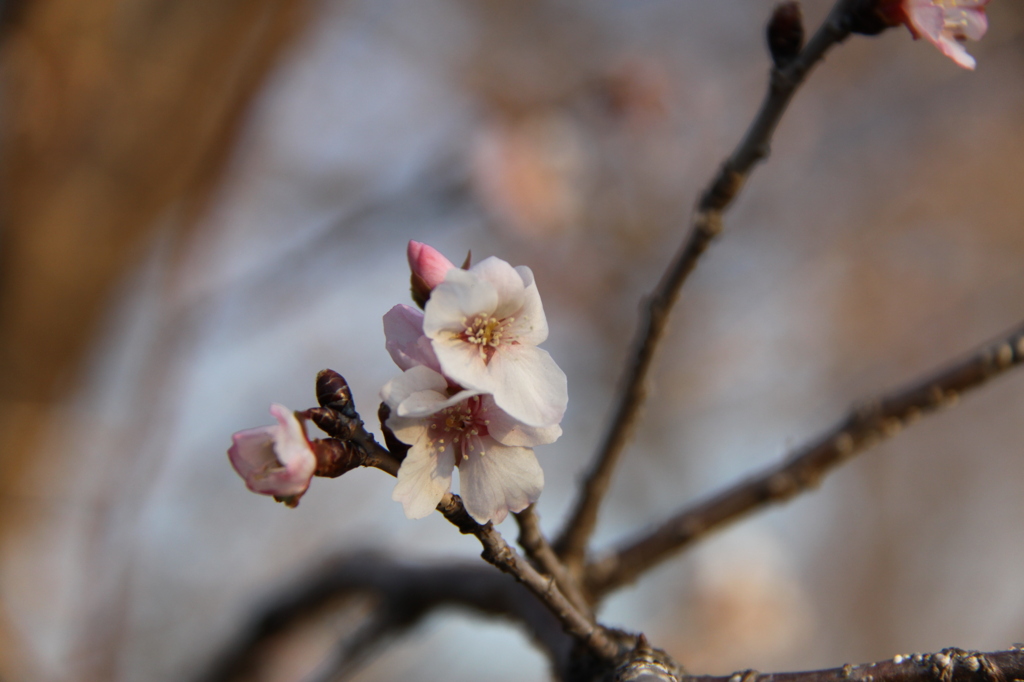 冬桜3