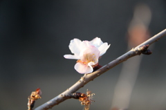 冬桜4