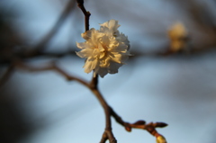 冬桜２