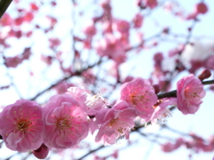 花。