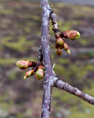 河津桜のつぼみ