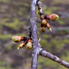 河津桜のつぼみ