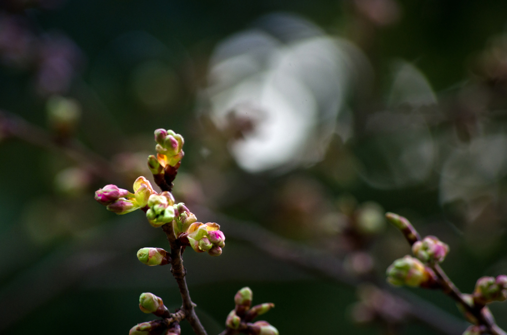 河津桜のつぼみ