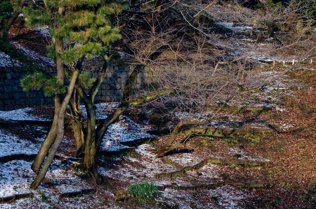 残雪