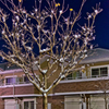 雪に驚く街路樹