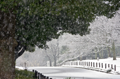 雪の公園