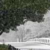 雪の公園