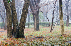 雨の北の丸公園にて