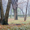 雨の北の丸公園にて