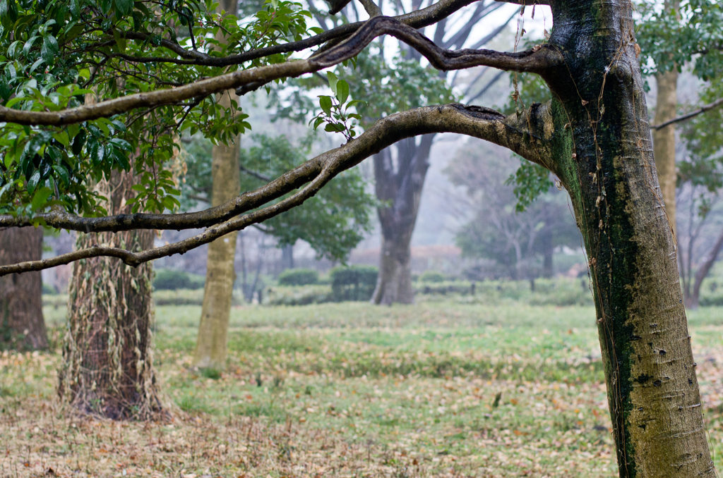 雨の北の丸公園にて