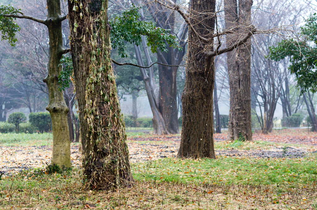 雨の北の丸公園にて