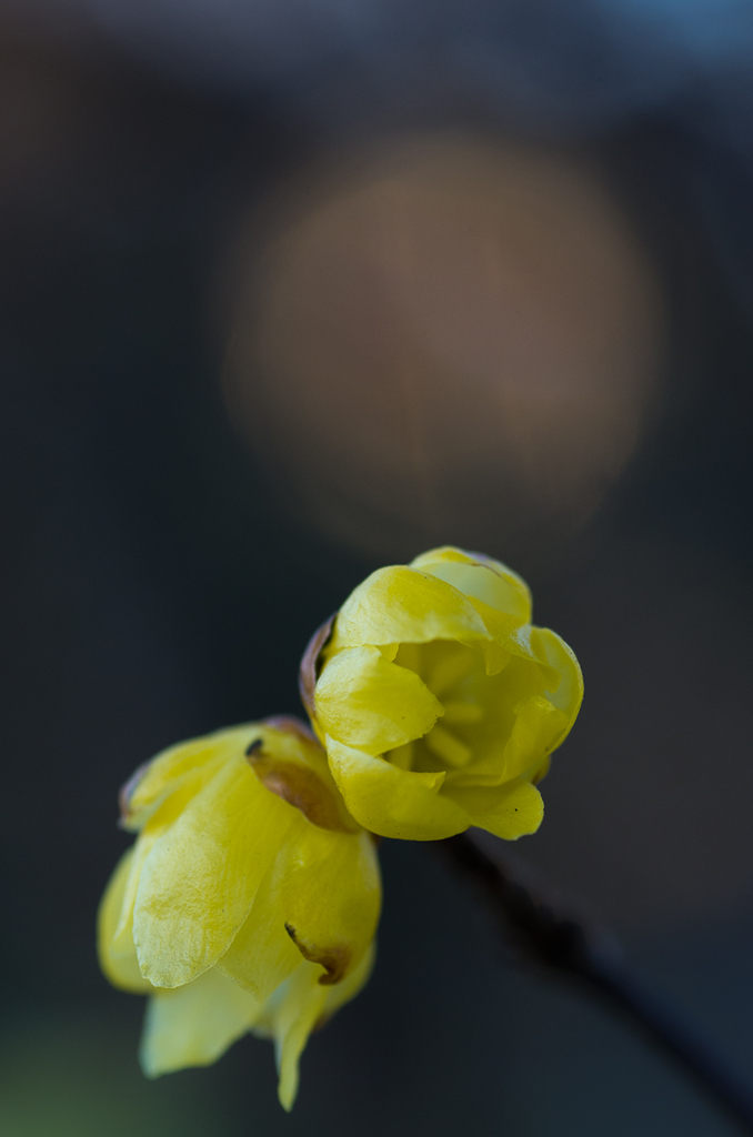 蝋梅　120202-2