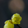 蝋梅　120202-2