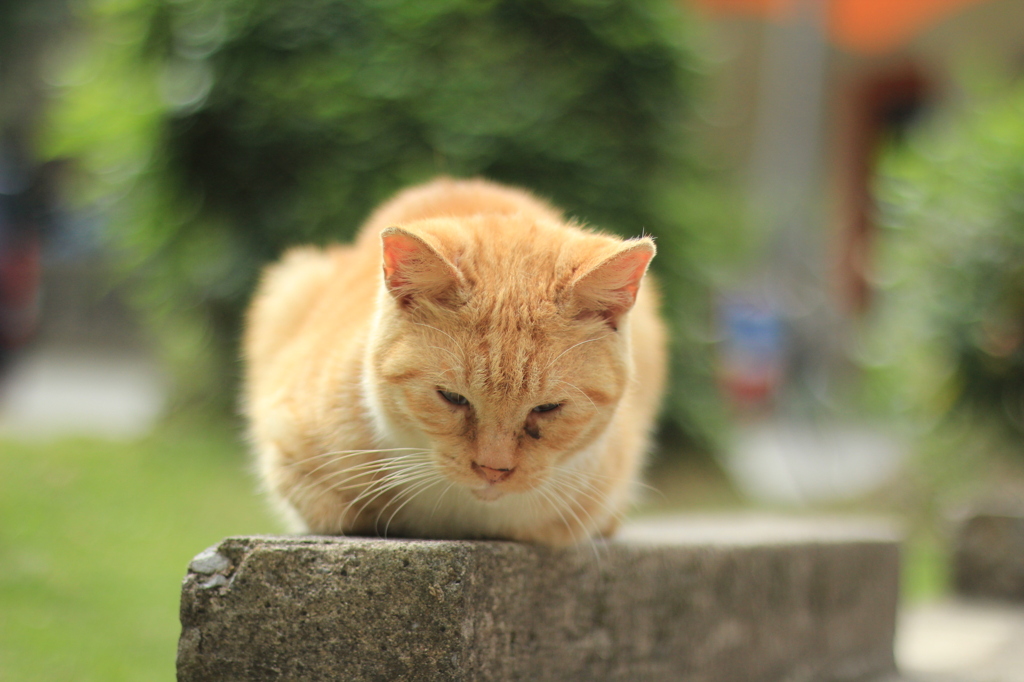 猫の寝顔