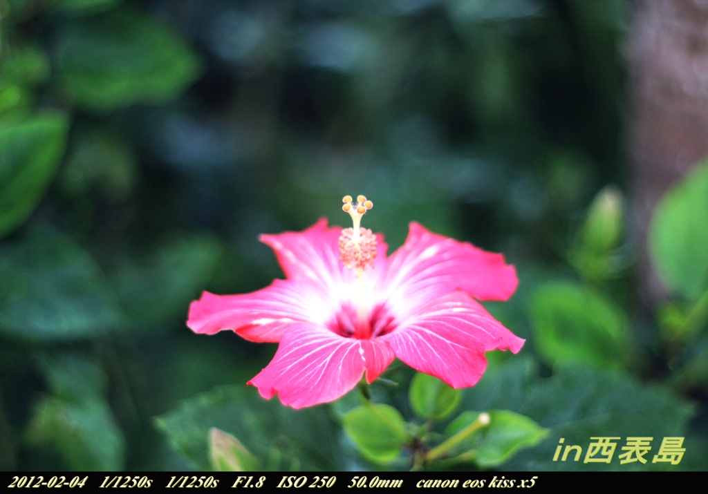 花２