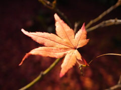一葉