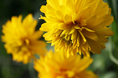 山吹色の花