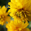 山吹色の花