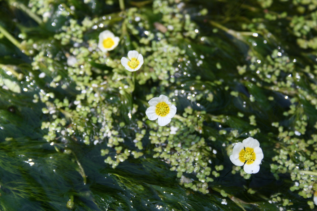 バイカモの花