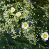 バイカモの花