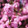 花から花へ