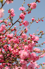 シベリア桜